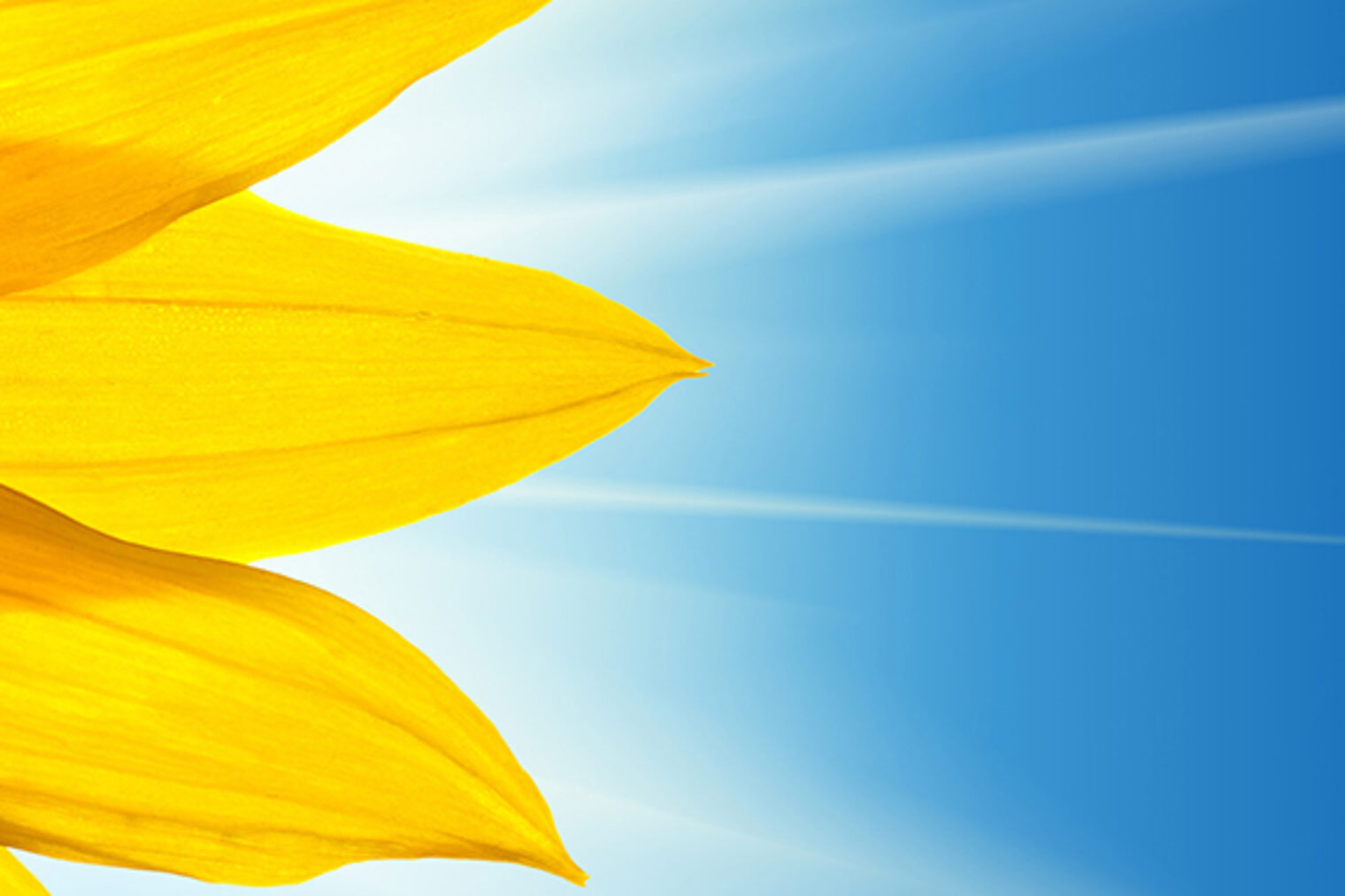 Foto der rechten Seite einer Sonnenblume, blauer Himmel im Hintergrund